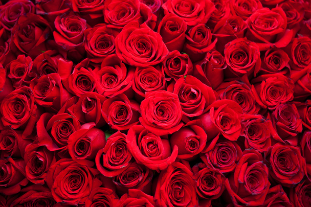 Rosa roja - Foto, Imagen