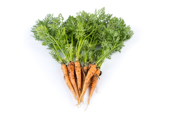 freshly picked carrots - Foto, immagini