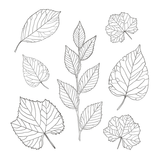 Outline leaves set - Vektor, Bild