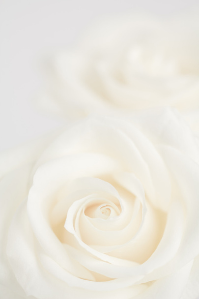 Roses ivoire fond rapproché
 - Photo, image