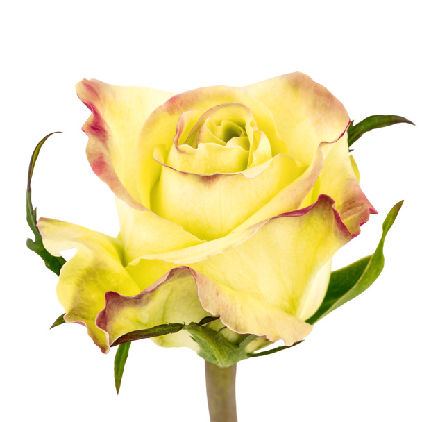Двухцветные желтые и красные розы изолированы на белом
 - Фото, изображение