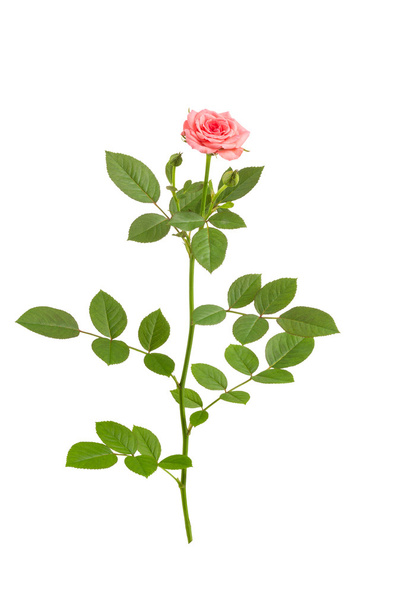 Roze tuin rose op wit. - Foto, afbeelding