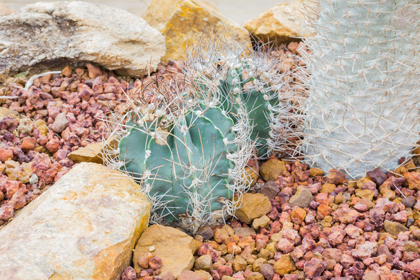 Kaktus - Astrohytum capricorne (Kaktusovité) - Fotografie, Obrázek