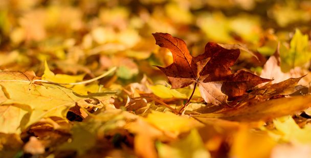 Yellow and Orange Fallen Leaves on the Ground - Φωτογραφία, εικόνα