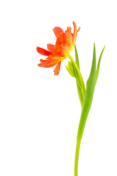 Vista lateral del tulipán naranja sobre blanco
 - Foto, Imagen