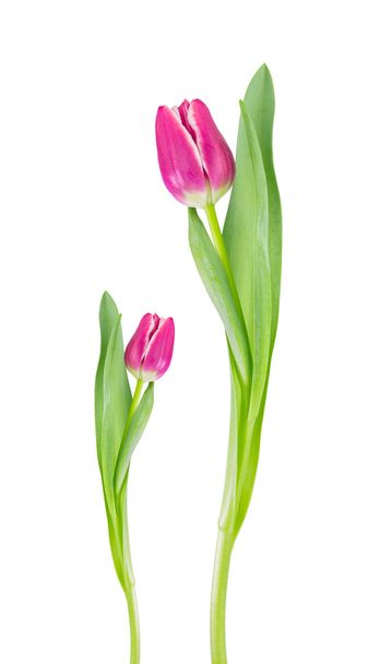 tulipani rosa isolati su bianco - Foto, immagini