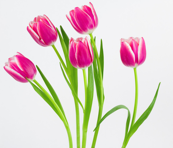 fünf rosa und weiße Tulpen - Foto, Bild