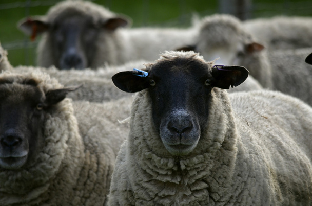 a fekete bárány - Fotó, kép