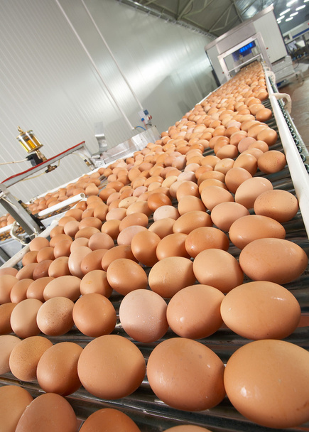 farma produkce vajec - Fotografie, Obrázek