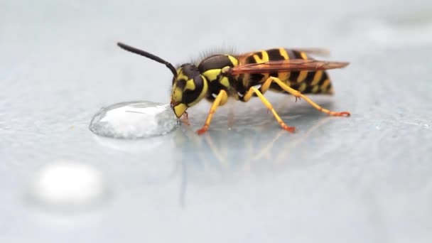 L'insecte piquant mange des gouttelettes de sucre
 - Séquence, vidéo