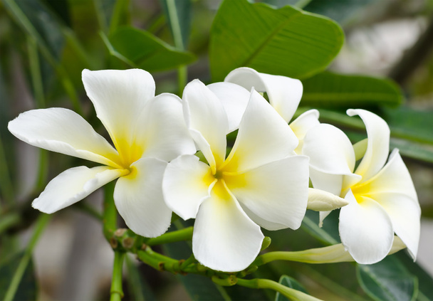 fehér plumeria virág - Fotó, kép
