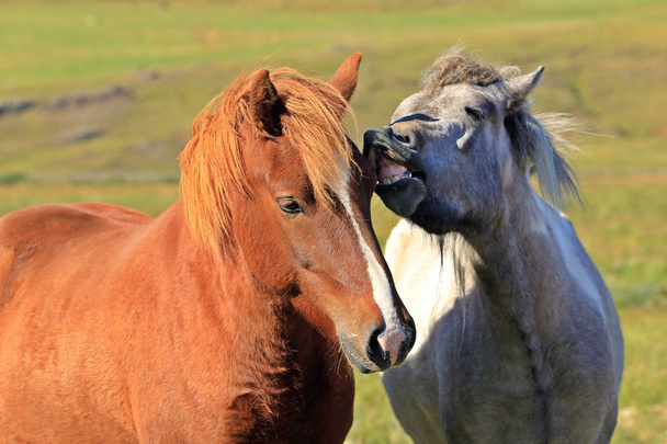 amor caballo, en el medow
 - Foto, Imagen