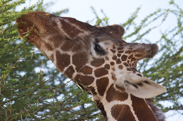 Giraffe in Großaufnahme frisst Akazienbaum-Laub - Foto, Bild