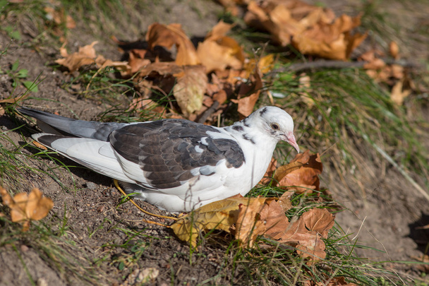 paloma blanca descansa
 - Foto, Imagen