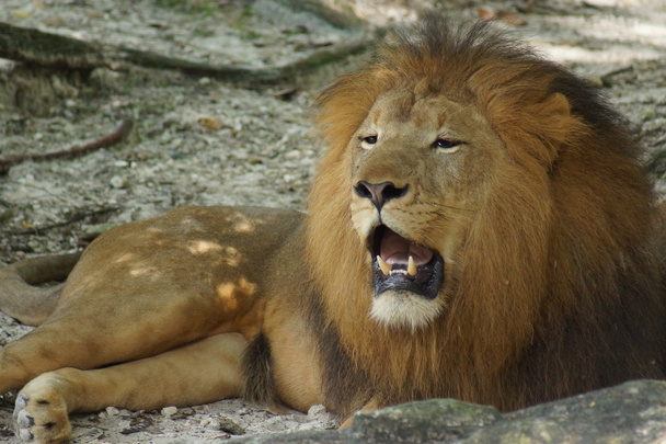 africké lva - panthera leo - Fotografie, Obrázek