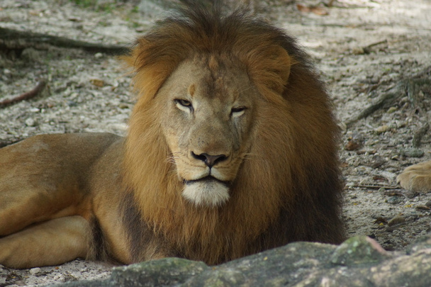 Afrikkalainen leijona - Panthera leo
 - Valokuva, kuva