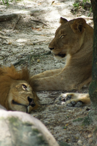 Afrikkalainen leijona - Panthera leo
 - Valokuva, kuva