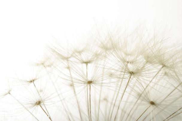 macro of an overblown fluffy dandelion - Photo, Image