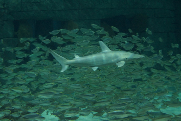 Боннехэд акула-Sphyrna тибуро - Фото, изображение
