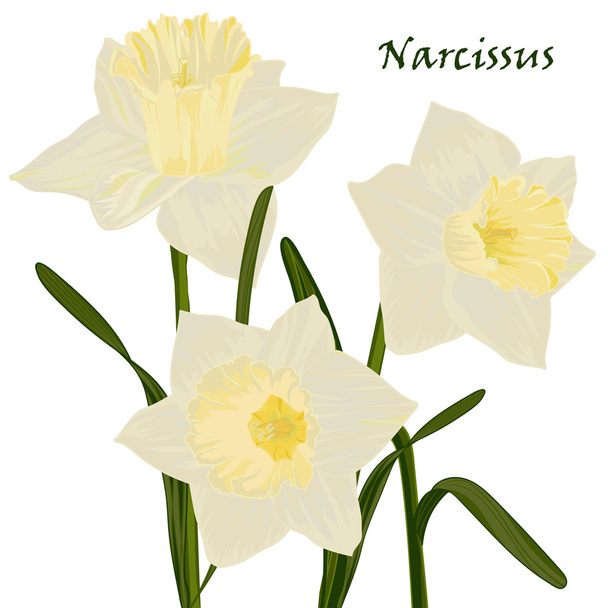 Beautiful hand-drawn bouquet of daffodils in a natural color - Vector, Image