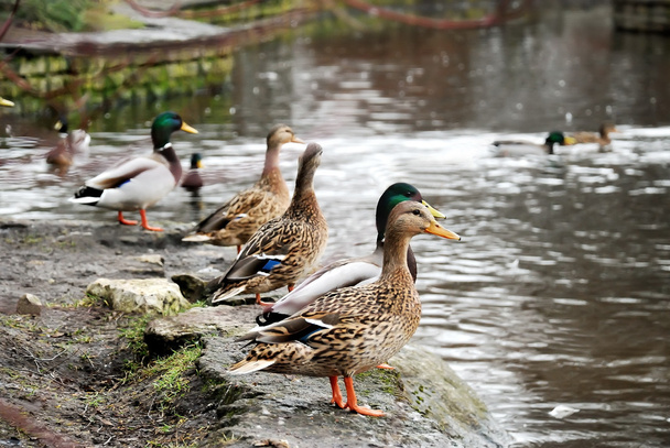 Group of standing ducks - Photo, Image