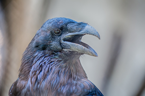 Northern raven portrait Corvus corax - Photo, Image