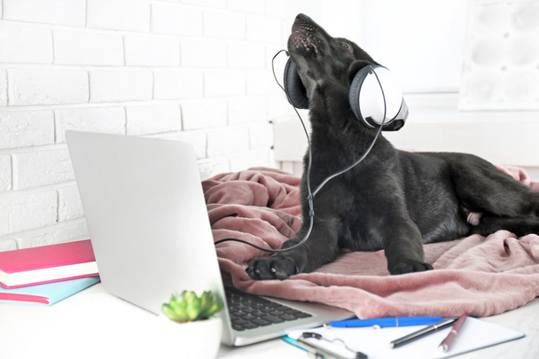Labrador retriever puppy with headphones - Фото, изображение