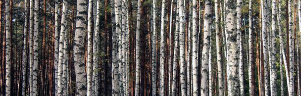 birch forest landscape panorama - Fotó, kép