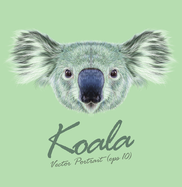 Koala ζώων πρόσωπο. Διάνυσμα Αυστραλίας χαριτωμένο επικεφαλής μαρσιποφόρος αρκούδας. Ρεαλιστική άγρια γούνα Ευκάλυπτος πορτρέτο koala απομονώνονται σε πράσινο φόντο. - Διάνυσμα, εικόνα