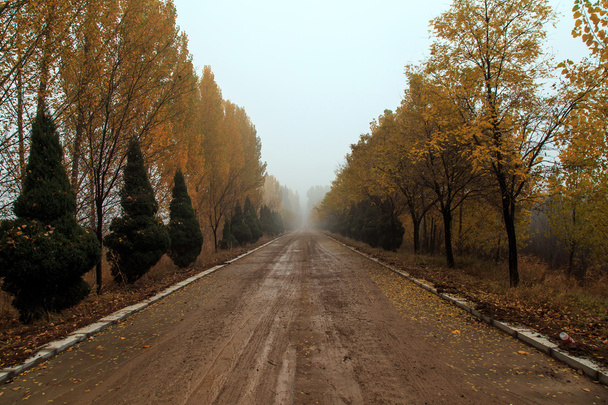 Az őszi erdőben - Fotó, kép