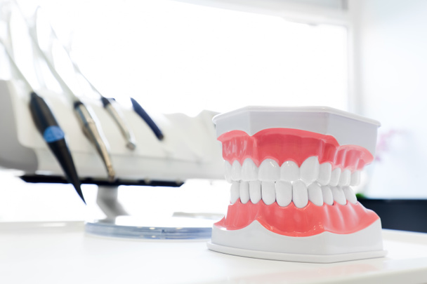 Zubní čelisti model - Fotografie, Obrázek