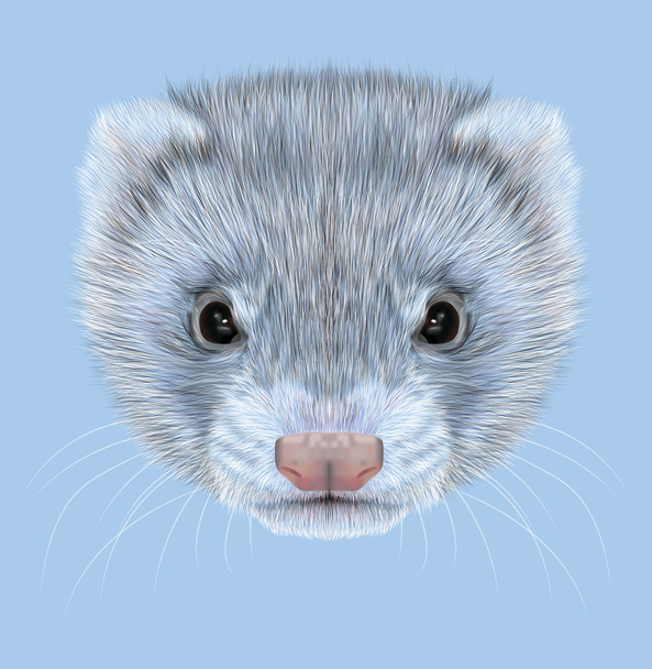 Retrato ilustrativo de Ferret
 - Foto, imagen