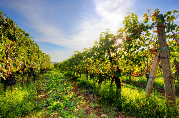 タスカニー、熟したブドウのブドウ園 - 写真・画像