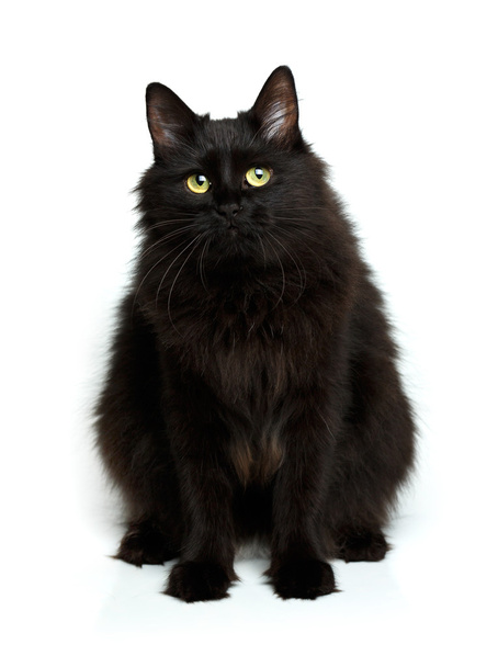 Симпатичный пушистый черный кот изолирован на белом
 - Фото, изображение