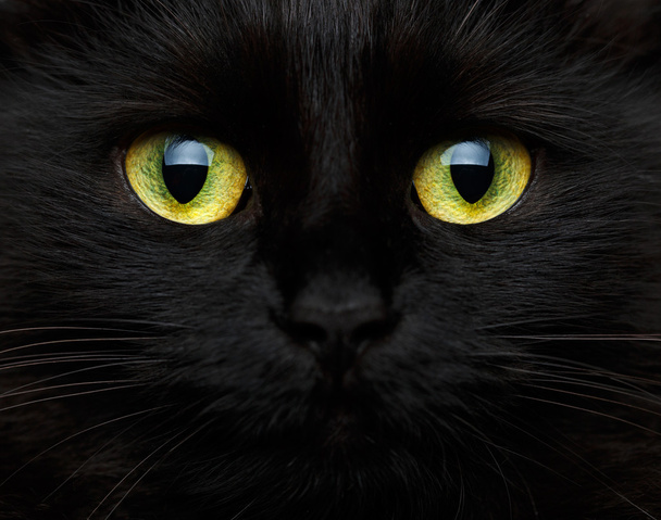Cute muzzle of a black cat - Photo, Image