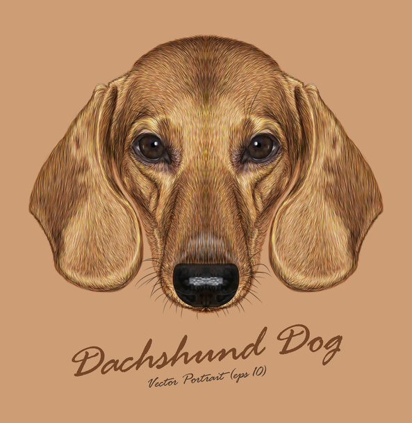 Dachshund dog animal cute face. Vector cute dachshund puppy head portrait. Realistic fur portrait of golden funny dachshund doggy isolated on beige background. - Vector, Image
