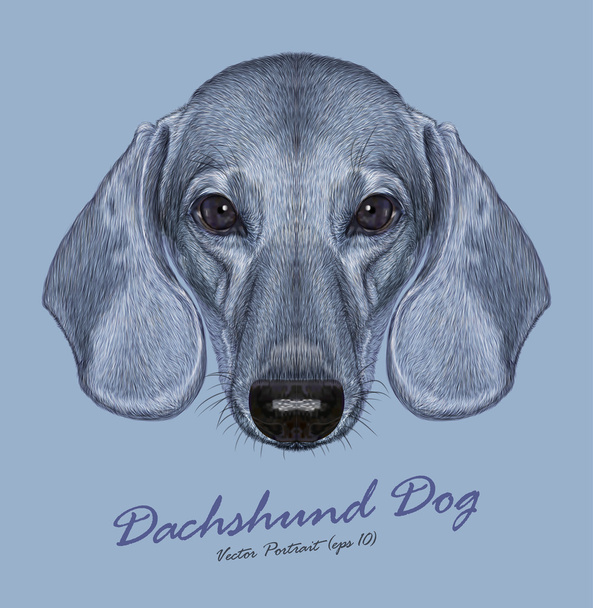Είδος γερμανικού κυνηγετικού σκύλου σκύλος ζώο χαριτωμένο πρόσωπο. Διάνυσμα χαριτωμένο dachshund κουτάβι κεφάλι πορτρέτο. Γούνα ρεαλιστικό πορτρέτο του ασημένια dachshund αστείο σκυλάκι απομονώνονται σε μπλε φόντο. - Διάνυσμα, εικόνα