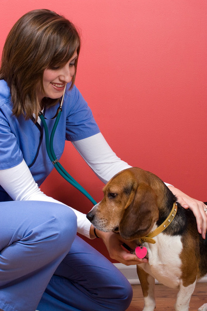 Az állatorvos beteg kutya - Fotó, kép