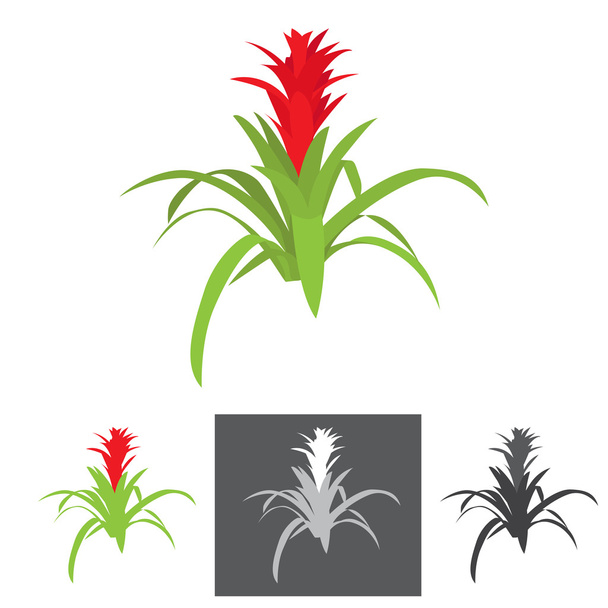 agave plante avec fleur
 - Vecteur, image