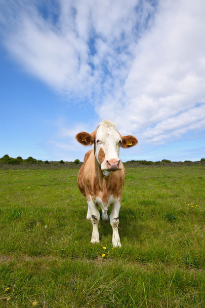 Vache dans un champ - Photo, image