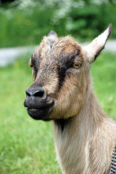 Portrait of a goat - Φωτογραφία, εικόνα