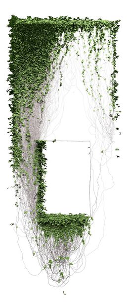 wachsende Efeublätter isoliert auf weißem Hintergrund - Foto, Bild