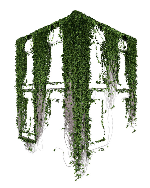 Kasvava muratti lehdet eristetty valkoisella pohjalla
 - Valokuva, kuva