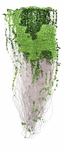 Beyaz bir arka plan üzerinde izole büyüyen sarmaşık yaprakları - Fotoğraf, Görsel