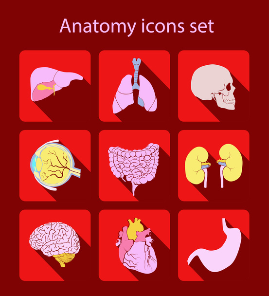 Анатомія набір іконок
 - Вектор, зображення