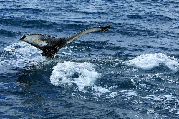 Humpaback φάλαινες παίζοντας. Ισλανδία - Φωτογραφία, εικόνα