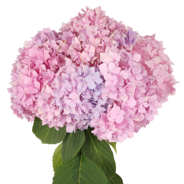 Ροζ λουλούδι Ορτανσία (διαδρομή αποκοπής) - Φωτογραφία, εικόνα