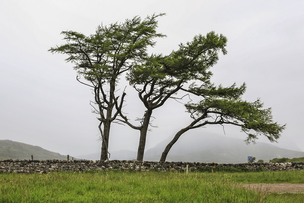 Kolme puuta vihreällä niityllä
 - Valokuva, kuva