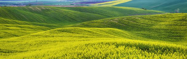 Рапсовые желтые поля весной
 - Фото, изображение