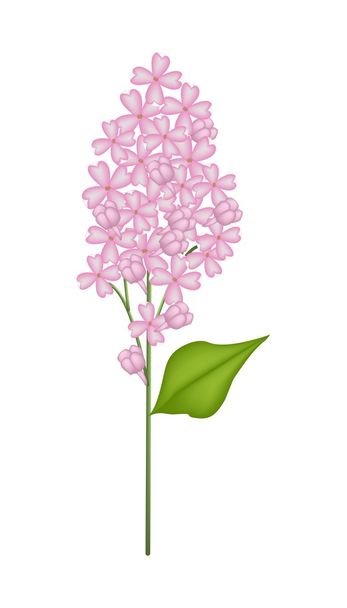 Pink Lilac или Syringa Vulgaris на белом фоне
 - Вектор,изображение